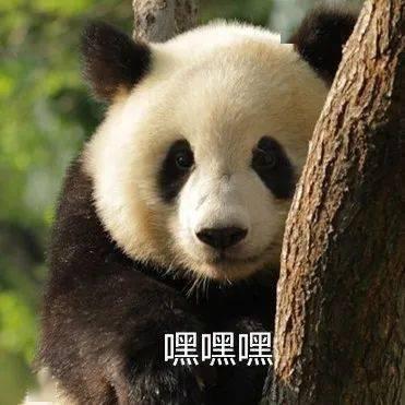 大熊猫爆料奶茶视频下载,揭秘网红奶茶制作过程